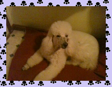 Standard Poodle - Aprils Doggie Spa